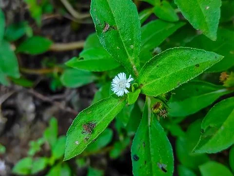 Closeup Shot Of Trailing eclipta Ayurvedic Medicine Plant Stock Photos