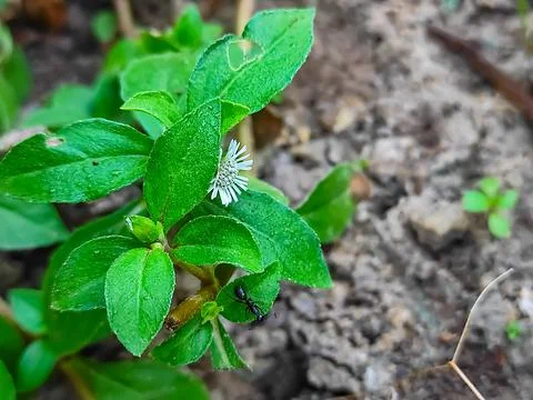 Closeup Shot Of Trailing eclipta Ayurvedic Medicine Plant Stock Photos