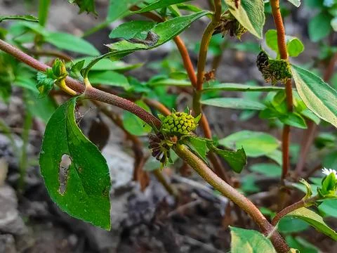 Closeup Shot Of Trailing eclipta Ayurvedic Medicine Plant Stock Photos