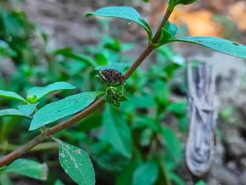 Closeup Shot Of Trailing eclipta Ayurvedic Medicine Plant Stock Photos