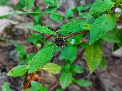 Closeup Shot Of Trailing eclipta Ayurvedic Medicine Plant Stock Photos
