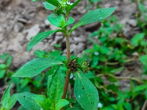 Closeup Shot Of Trailing eclipta Ayurvedic Medicine Plant Stock Photos