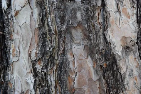 Closeup shot of tree bark texture in a daytime - bumpy surface Stock Photos