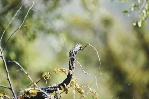 Closeup shot of tree branches Stock Photos