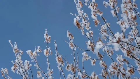 Closeup Shot of Tree Branches in Winter Stock Footage 72003561
