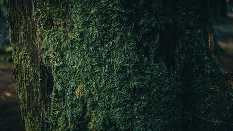 Closeup shot of a tree covered with moss in a beautiful forest in Sintra, Portug Fotos de archivo