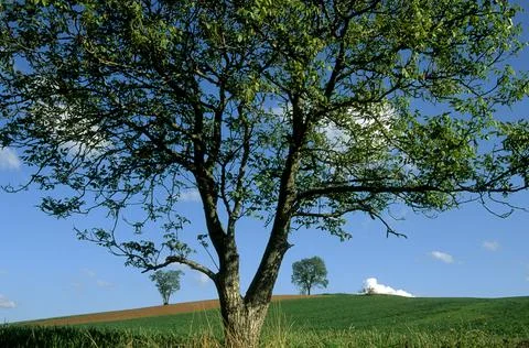 Closeup shot of a tree with crawling branches on a blue sky background Stock Photos