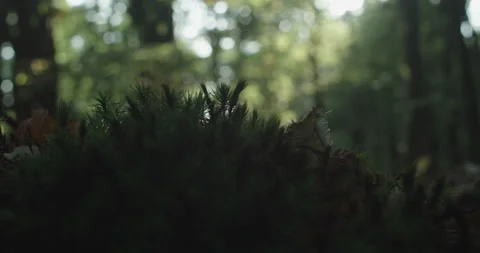 Closeup shot of a tree top with soft bokeh Stock Footage 230586901