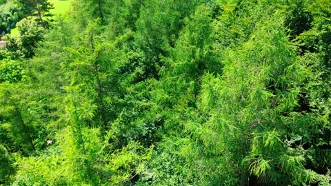 Closeup shot from trees in forest Stock Footage 313234825