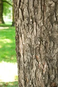 Closeup shot of the trunk of a tree in the park - perfect for background 스톡 사진