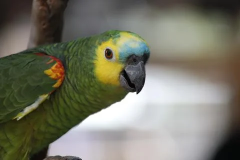 Closeup shot of a turquoise fronted amazon parrot on a branch Stockfoto's