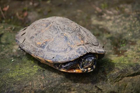 Closeup shot of a turtle in its shell Stock Photos