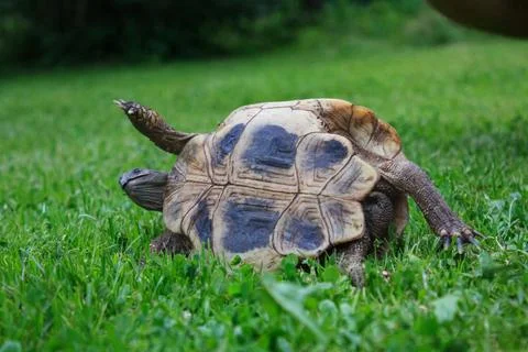 Closeup shot of a turtle stuck on its side on a grassy field Stock Photos