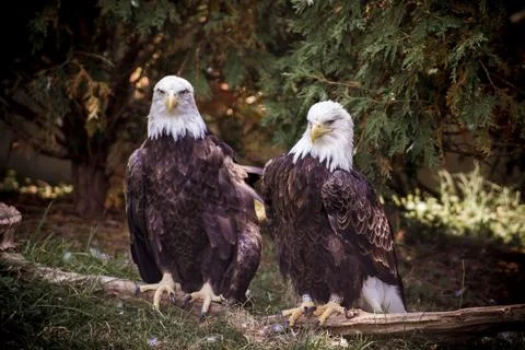 A closeup shot of two bald eagles sitting near each other with a natural back Stock Photos