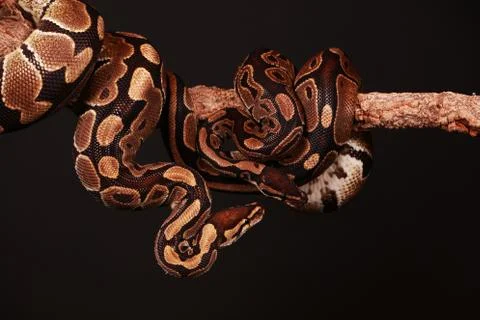 Closeup shot of two beautiful pythons entwined on a limb on a dark background Foto stock