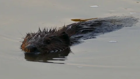 Closeup shot of two beavers helping each other groom and clean - HD 1080p Stock Footage 91284438