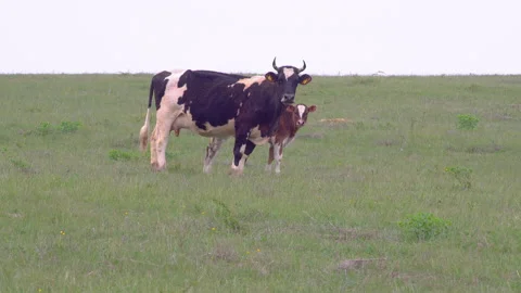 Closeup shot of two brown and white cows standing in the field Stock Footage 142198316
