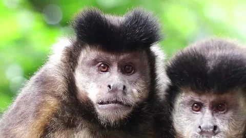 Closeup shot of two cute capuchin monkeys in HD Stock Footage 157023808