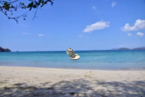 Closeup shot of two small seashells in the air in the beach 스톡 사진