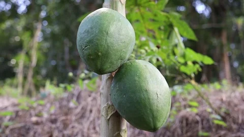Shredding Green Papaya Casually By Slice Stock Footage Video (100%  Royalty-free) 1008430495