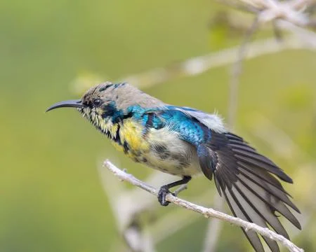Closeup shot of a Variable sunbird bird perched on a tree branch against blurred Fotos de archivo