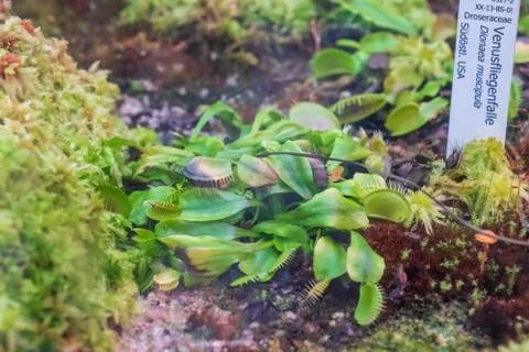 Closeup shot of the Venus Flytrap carnivorous plant Foto stock