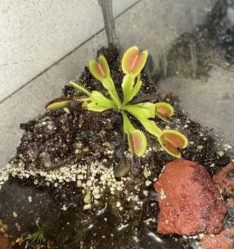 Closeup shot of Venus flytrap, Dionaea muscipula 库存照片