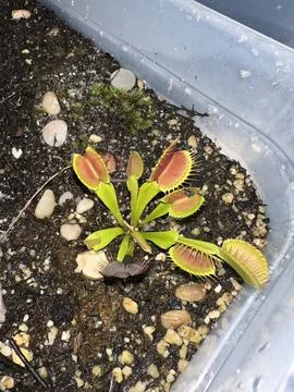 Closeup shot of Venus flytrap, Dionaea muscipula 库存照片