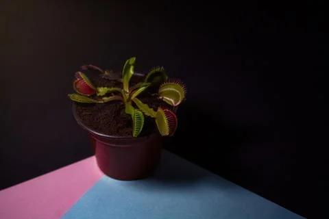 Closeup shot of a venus flytrap in the flowerpot 库存照片