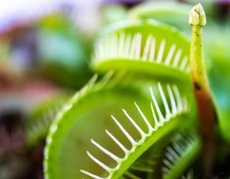 Closeup shot of the Venus flytrap in the forest against a blurred background Stock Photos