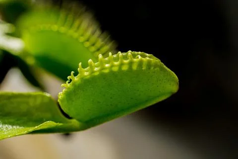 Closeup shot of a Venus flytrap 스톡 사진