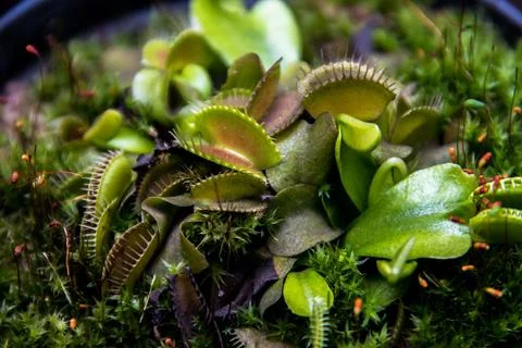 Closeup shot of Venus flytrap Foto stock