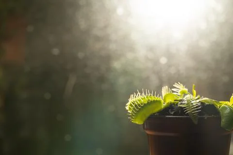 Closeup shot of a Venus flytrap in a pot illuminated by the sunlight Foto stock