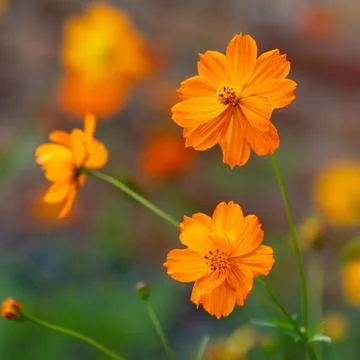 Closeup shot of a vibrant array of orange Cosmos flowers in the garden Foto stock