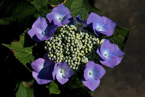 A closeup shot of violet hydrangea in the town of Ambt Delden in Twente, the  Stock Photos