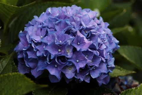 A closeup shot of violet hydrangea in the town of Ambt Delden in Twente,the N Stock Photos