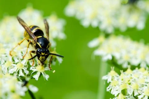 Closeup shot of a wasp Stock Photos