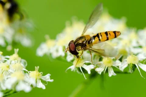 Closeup shot of a wasp Foto stock