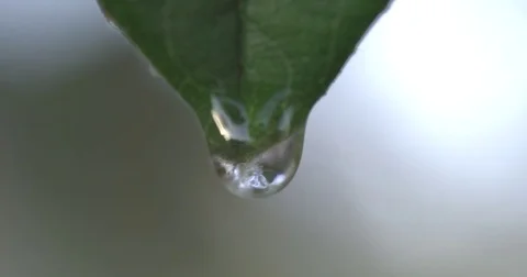 Closeup shot of a water drop after the ice had melted in the spring air Stock Footage 72497935