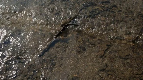 Closeup shot of water running through streem rocks river washington state  Stock Footage 79040963
