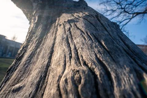CloseUp Shot of Weathered Tree Bark, Emphasizing Unique and Captivating Natural Stock Photos