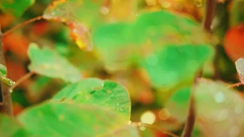 Closeup shot wet red tree leaves raindrops autumn nature green foliage video 4k Stock Footage 234541027