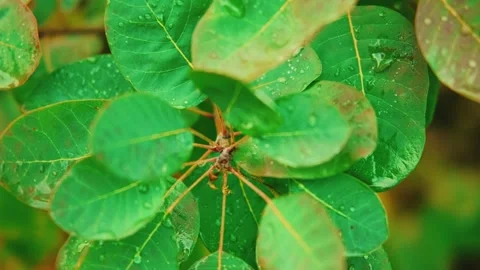 Closeup shot of wet red yellow orange color tree leaves shiny raindrops, dew Stock Footage 329283583