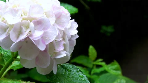 Closeup shot of the wet white hydrangea flower with rain drop. 4K Stock Footage 175670422