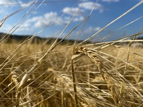 Closeup shot of a wheat field ready for harvest in the countryside Stock Photos
