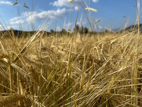 Closeup shot of a wheat field ready for harvest in the countryside Stock Photos
