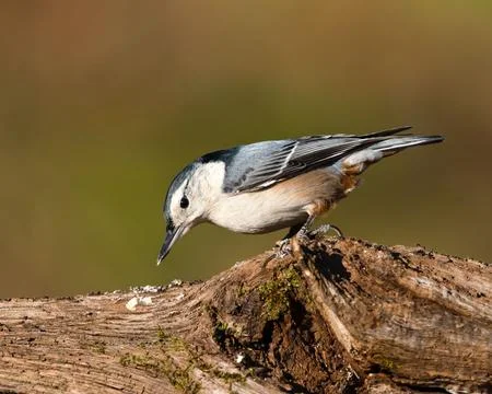 Closeup shot of a white-breasted nuthatch in Dover, Tennessee Stock Photos