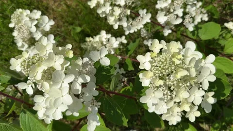 A closeup shot of white hydrangea flowers Vídeo Stock 326003742
