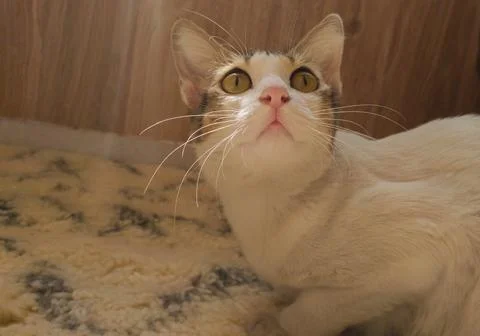 Closeup shot of white pet cat with yellow eyes sitting on carpet with wooden Stock Photos