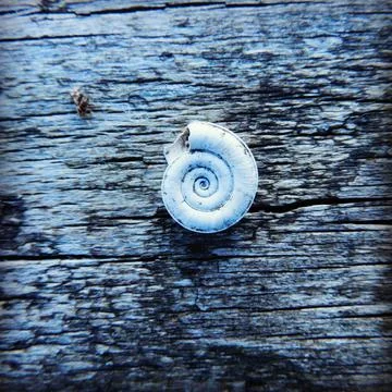 Closeup shot of a white snail shell on a wooden surface Stock Photos